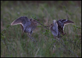 Two Great Snipes (Dubbelbeckasin - Gallinago media) fighting