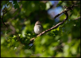 Female Red-breasted Flycatcher (Mindre flugsnappare - Ficedula parva) in Ottenby