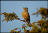 Ortolan Bunting (Emberiza hortulana) singing near Ottenby