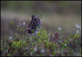 Great Snipe (Dubbelbeckasin - Gallinago media) in early summer vegetation