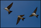 Common House Martin (Hussvala - Delichon urbicum)  Collage from Grnhgen
