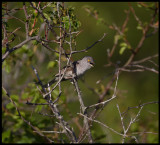 Barred Warbler (Höksångare - Sylvia nisoria) Ventlinge