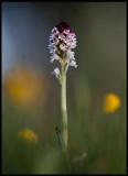 Burnt Orchid (Krutbrännare - Orchis ustulata) Öland