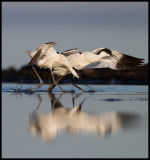 Avocets playing - Eckels udde