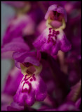 Sankt Pers Nycklar (Orchis mascula) - land