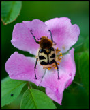 Bee Beetle (Humlebagge - Trichius fasciatus) - Karryd