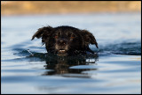 Evening swim in kalbrottet Grnhgen