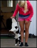 Our neighbours crazy cat Morris - always looking for contact....
