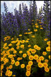 Färgkulla (Anthemis tinctoria) och blåeld - Grönhögens kalkbrott