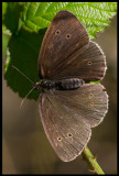 Luktgräsfjäril (Ringlet - Aphantopus hyperantus) - Ventlinge Öland