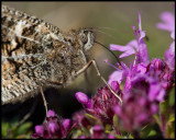 Butterfly collecting nectar on Allvaret - land