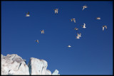 Kittywakes at the edge of a glacier