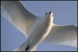 Ivory Gull