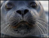 Harbour seal - Prins Karls Forland