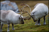 Two bulls of the Spitsbergen Reideer race at Alkhornet