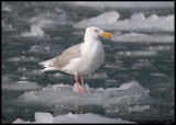 Vittrut / Glaucous Gull (Larus hyperboreus)