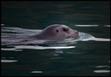 Storsäl (Bearded Seal - Erignathus barbatus)