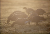 Brent Geese (prutgäss) in morning fog
