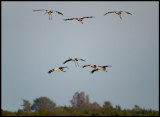 Cranes landing on Allvaret