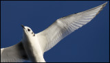 Kittywake wing