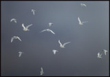 A flock of Ivory Gulls