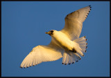 Juvenile Ivory Gull in sunset light