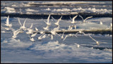 A flock of Ivory Gulls (ismåsar) in the pack ice