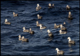 A flock of Fulmars (Stormfåglar)