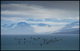 Pink-footed geese (Spetbergsgäss - Anser brachyrhynchus) Isfjorden