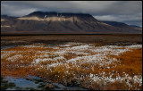 Autum colours in Adventdalen