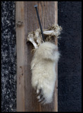The remains of an arctic fox