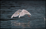 Vittrut / Glaucous Gull (Larus hyperboreus)