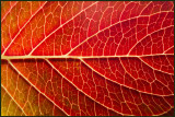 A leaf in my garden - the tree of life...