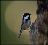 Coal Tit (Svartmes - Periparus ater) - Krestad