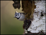 Crested Tit (Tofsmes - Parus cristatus) - Kårestad