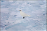 Adult Ivory Gull (Isms - Pagophila eburnea) Svalbard 82 degr N / 20 deg E