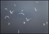 Ivory Gulls (Ismås - Pagophila eburnea) Svalbard 82 degr N / 20 deg E