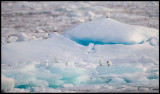 Ivory Gulls (Ismås - Pagophila eburnea) Svalbard 82 degr N / 20 deg E