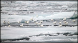Ivory Gulls (Ismås - Pagophila eburnea) Svalbard 82 degr N / 20 deg E