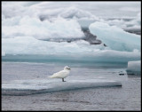 Adult Ivory Gull (Ismås - Pagophila eburnea) Svalbard 82 degr N / 20 deg E