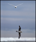 Adult Ivory Gull (Ismås - Pagophila eburnea) and Fulmar in Svalbard at 82 degr N / 20 deg E