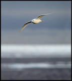 Adult Ivory Gull (Isms - Pagophila eburnea) Svalbard 82 degr N / 20 deg E