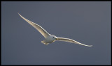 Adult Ivory Gull (Ismås - Pagophila eburnea) Svalbard 82 degr N / 20 deg E