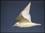 Adult Ivory Gull (Ismås - Pagophila eburnea) Svalbard 82 degr N / 20 deg E