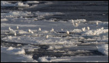 23 Ivory Gulls (Ismås - Pagophila eburnea) Svalbard 82 degr N / 20 deg E