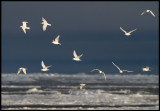 Ivory Gulls (Ismås - Pagophila eburnea) Svalbard 82 degr N / 20 deg E