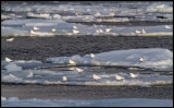 23 Ivory Gulls (Isms - Pagophila eburnea) Svalbard 82 degr N / 20 deg E