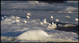 Ivory Gulls (Isms - Pagophila eburnea) Svalbard 82 degr N / 20 deg E