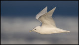 Adult Ivory Gull (Ismås - Pagophila eburnea) Svalbard 82 degr N / 20 deg E