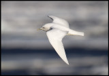 Adult Ivory Gull (Isms - Pagophila eburnea) Svalbard 82 degr N / 20 deg E